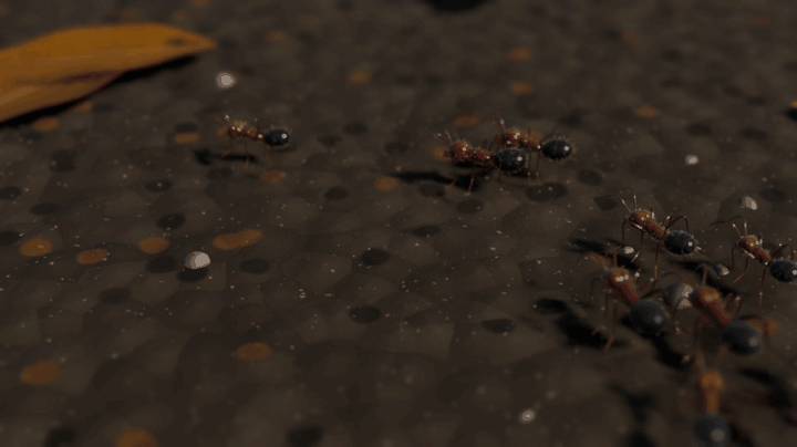 A file of ants following a trail