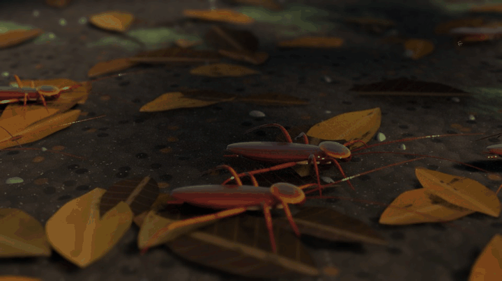 American cockroaches running over leaf litter