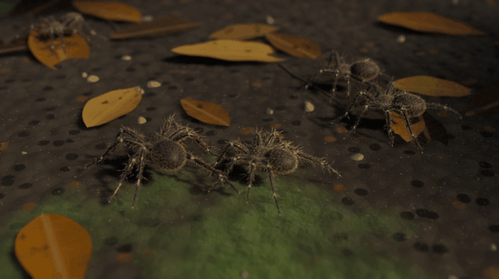 Furred wolf spiders on the forest floor