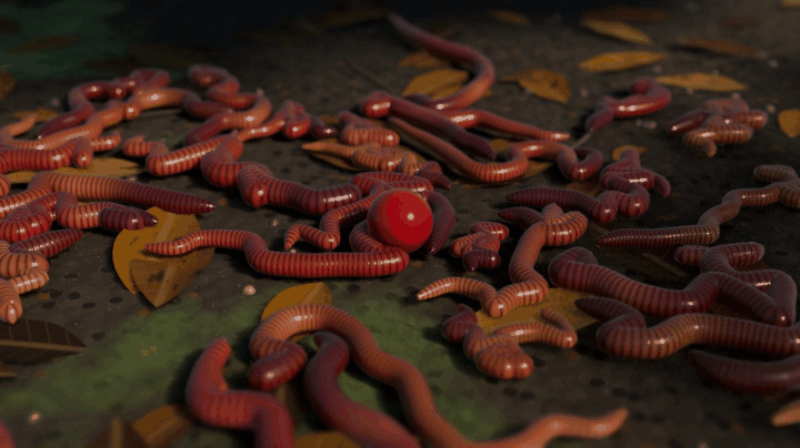 Earthworms crawling over each other around a red berry