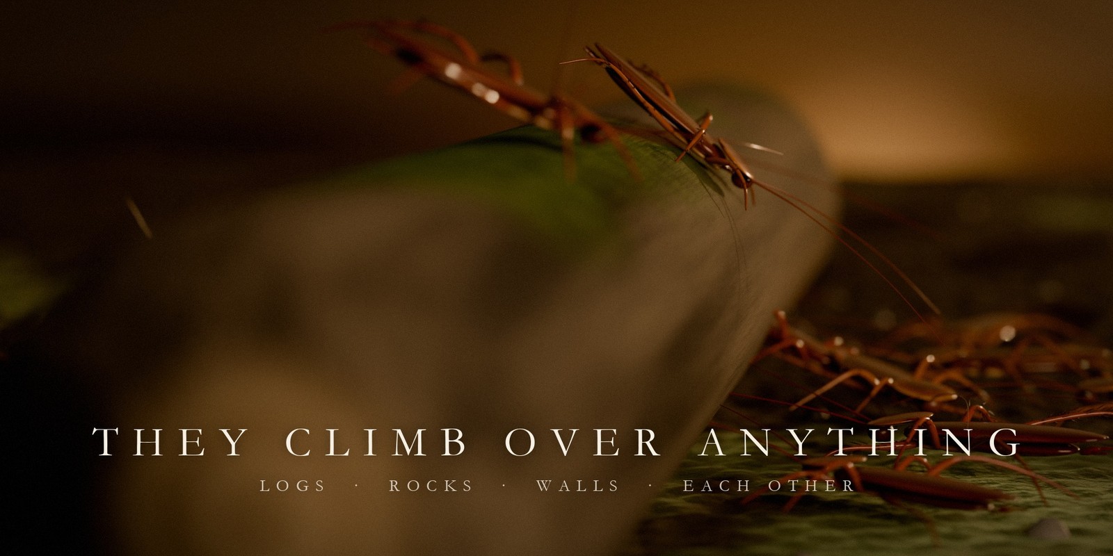 They climb over anything: logs, rocks, walls, each other